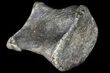 Ceratopsid Phalange (Toe Bone) - Judith River #121967-1